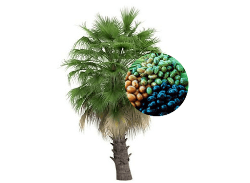 Prostamin Forte obsahuje palmové plody